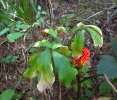 Arisaema