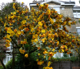 Fremontodendron