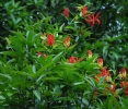 Gloriosa superba