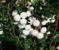 Pernettya