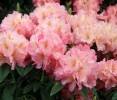 Rhododendron