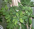 Schefflera