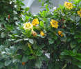 Solandra