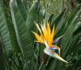 Strelitzia