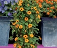 Thunbergia