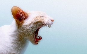 onemocnění dutiny ústní koček