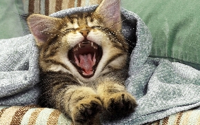 onemocnění dutiny ústní koček